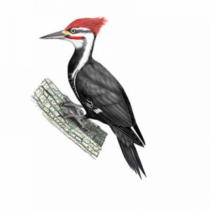 Pileated Woodpecker