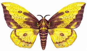 Imperial Moth