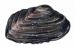 Pearly Mussel