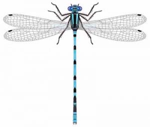 Northern Bluet