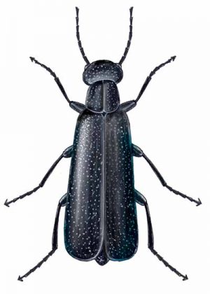 Black Blister Beetle