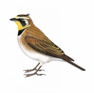 Horned Lark