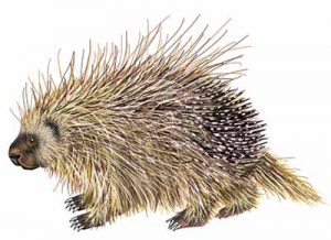 Common Porcupine