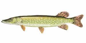 Northern Pike