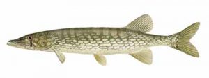 Chain Pickerel