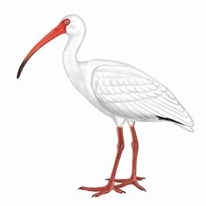 White Ibis