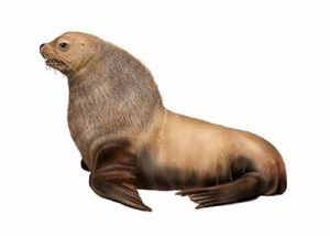 Northern Sea Lion