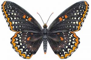 Baltimore Checkerspot