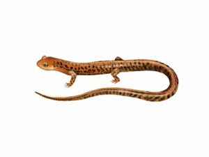 Long-tailed Salamander