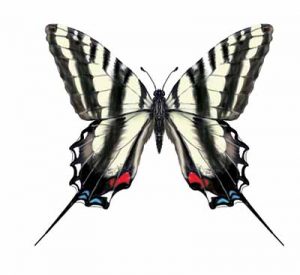 Zebra Swallowtail