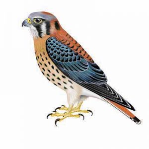 American Kestrel