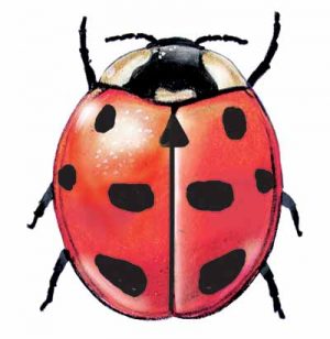 Ladybug Beetle