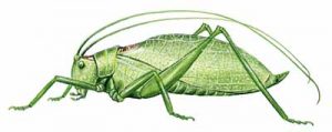 Katydid