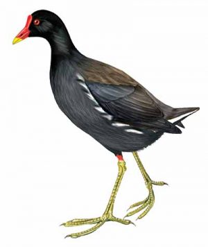 Common Gallinule