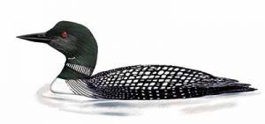 Common Loon