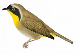 Common Yellowthroat