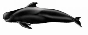 Short-finned Pilot Whale