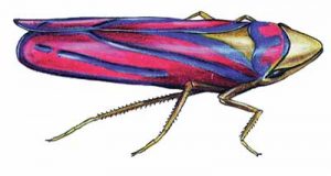 Red-banded Leafhopper