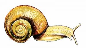 Common Snail