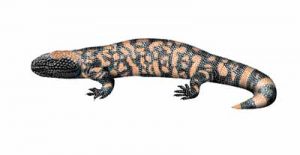 Gila Monster