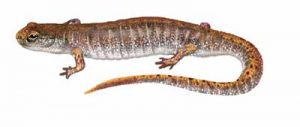 Four-toed Salamander