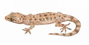 Mediterranean Gecko