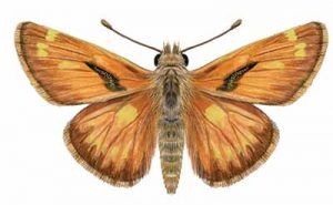 Common Branded Skipper