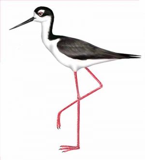 Black-necked Stilt