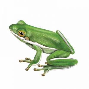 Green Treefrog