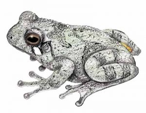 Gray Treefrog