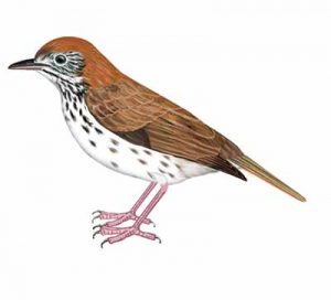 Wood Thrush