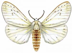 Fall Webworm Moth