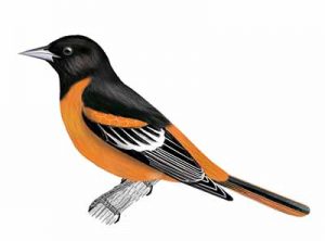 Baltimore Oriole