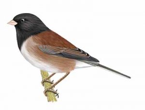 Dark-Eyed Junco