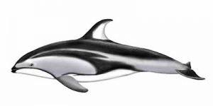 Pacific White-sided Dolphin