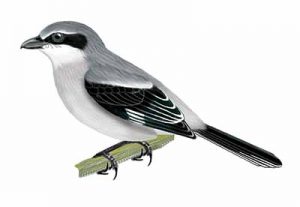 Loggerhead Shrike