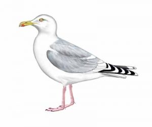 Herring Gull