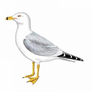 Ring-billed Gull