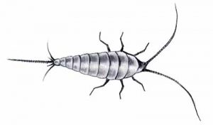 Silverfish