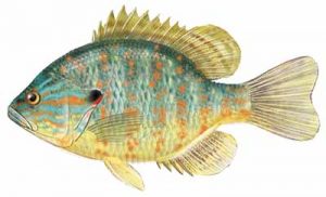 Pumpkinseed