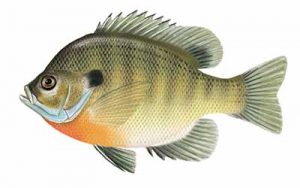 Bluegill