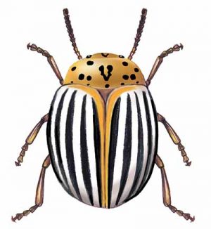 Colorado Potato Beetle