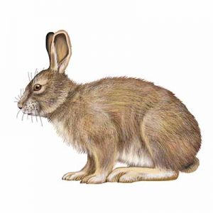 Snowshoe Hare