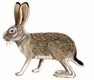 Black-tailed Jackrabbit