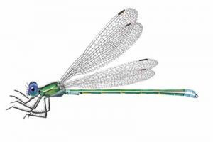 Emerald Spreadwing