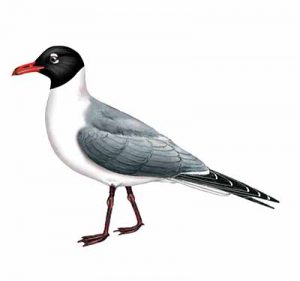 Laughing Gull