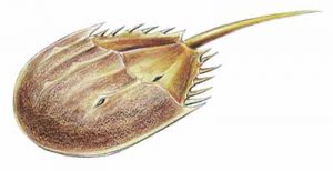 Horseshoe Crab