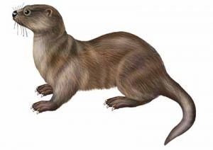 Northern River Otter