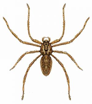 Brown Recluse Spider