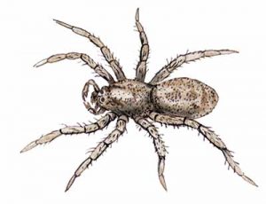 Wolf Spider